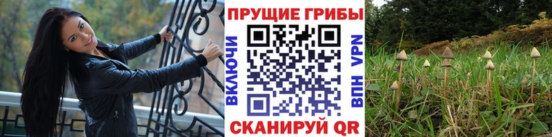 Галлюциногенные грибы Cubensis  где купить наркоту  Новоуральск 